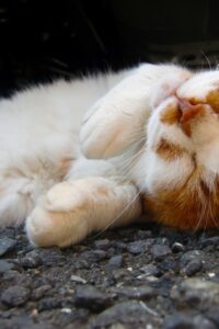 Thumbnail of post image 183