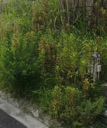 Thumbnail of post image 136